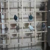 کبوتر رنگه ماده جوان وجفت باجوجه