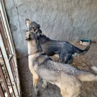 سگ سرابی