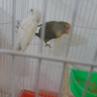 پرنده کوتوله