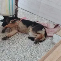شگ ژرمن شپرد شولاین ماده