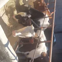 تعدادی گوساله سیمین تال