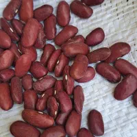 لوبیا کپسولی