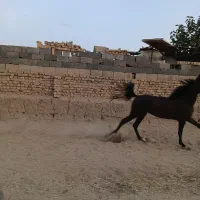 اسب|اسب و تجهیزات اسبسواری|خمینیشهر, |دیوار
