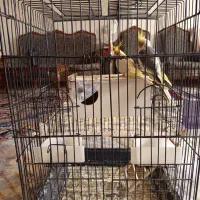 فروش جفت عروس هلندی با قفس