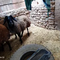 فروش میش و مرغ