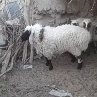 قوچ درخونه ای چاق وچله