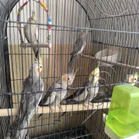 عروس هلندی مولد
