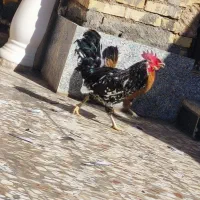 خروس سیاه گلین