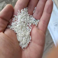 برنج هاشمی درجه 1 سورتینگ شده به شرط.470تومان