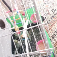 عروس هلندی
