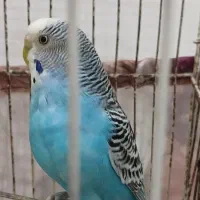 مرغ عشق|پرنده|رشت, حمیدیان|دیوار