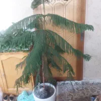 کاج مطبق