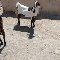 دو عدد بز مری