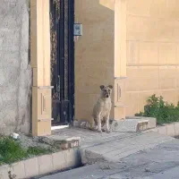 توله سراب