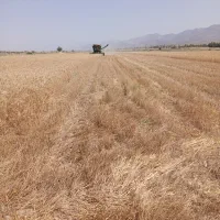 فروش گندم بذرمهرگان وکاه