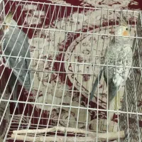 جفت عروس هلندی مولد