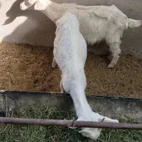 ۲تا کهره‌سانن‌دوقلو.راور