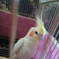 عروس هلندی نر و ماده|پرنده|ماهدشت, |دیوار