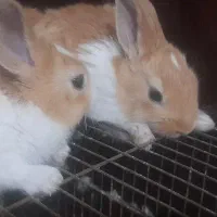 بچه خرگوش