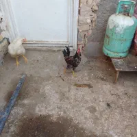 خروس گلین