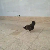 مرغ رسمی تخمگزار
