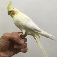 جوجه عروس هلندی دستی
