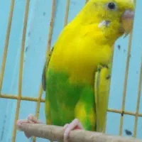 فروش مرغ عشق