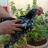 مرغ کوشین.  پا پر. زیبا  جوان و سالم
