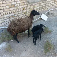 میش بره دار