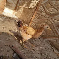 مرغ و نیمچه. و خروس