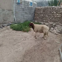 شک داشتی