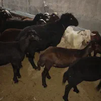 قوچ گله
