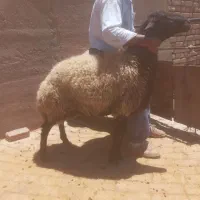 گوسفند نر شیشک دو راس