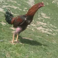 لاری|حیوانات مزرعه|گیان, |دیوار