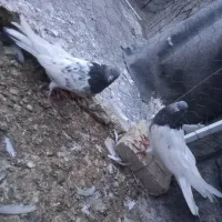 یک جفت کله سبز درشت
