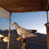 سار|پرنده|مشهد, شهرک بهارستان|دیوار