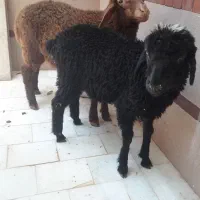 بره‌نروماده‌افشاری‌‌