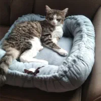 تشکچه پولیشی خز دار نو ، برای پت ها