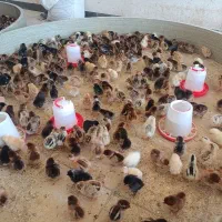 فروش جوجه یک روزه تا یه ماهه