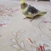 عروس هلندی