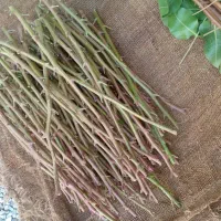 ترکه اکبری و احمداقایی از درخت سر کرده