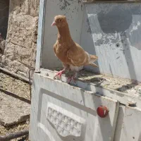 کبوتر زرد اس اس ...