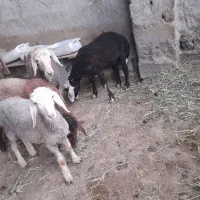 ۴ بره نر
