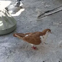 چهارعدد کفتر یک جفت ساده دوتا تک