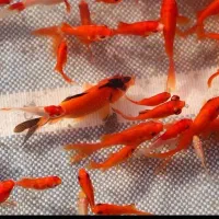 فروش عمده ماهی قرمز