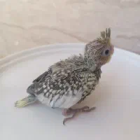 جوجه عروس هلندی