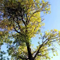 جو تمیز حدود ۵۰ گونی