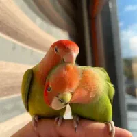 طوطی برزیلی به صورت رایگان