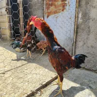 خروس لاری ومرغ لاری نسلدار