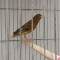 مس ۶دونگ مست مسک